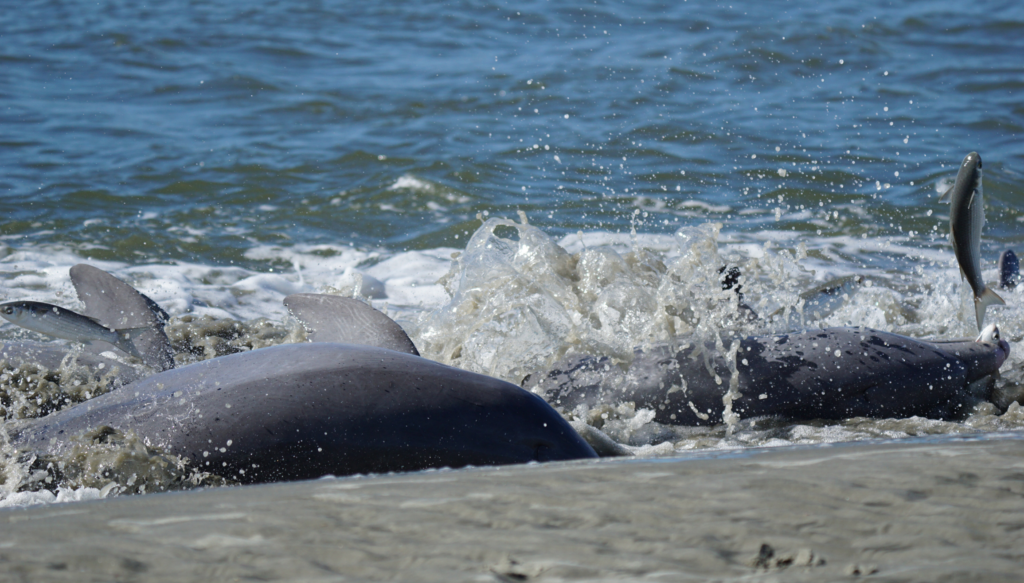 dolphins strand feeding on the shore catching mullet fish