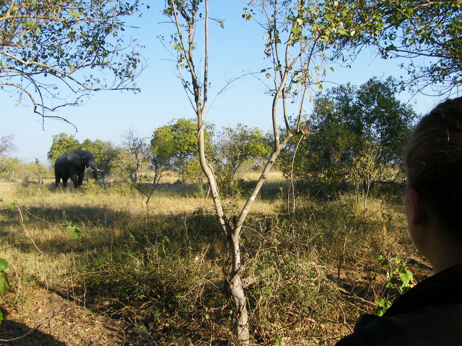 Watching an elephant on foot