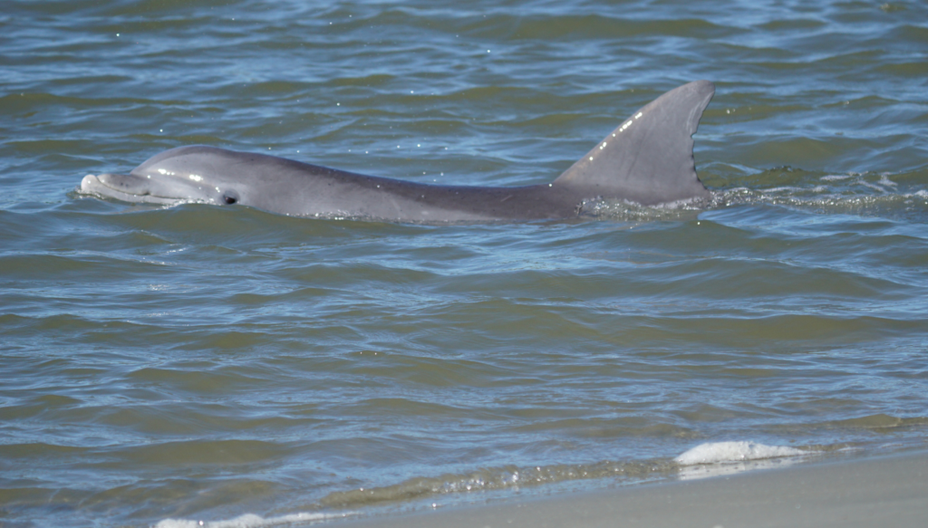 dolphin preparing the strand feed in South Carolina