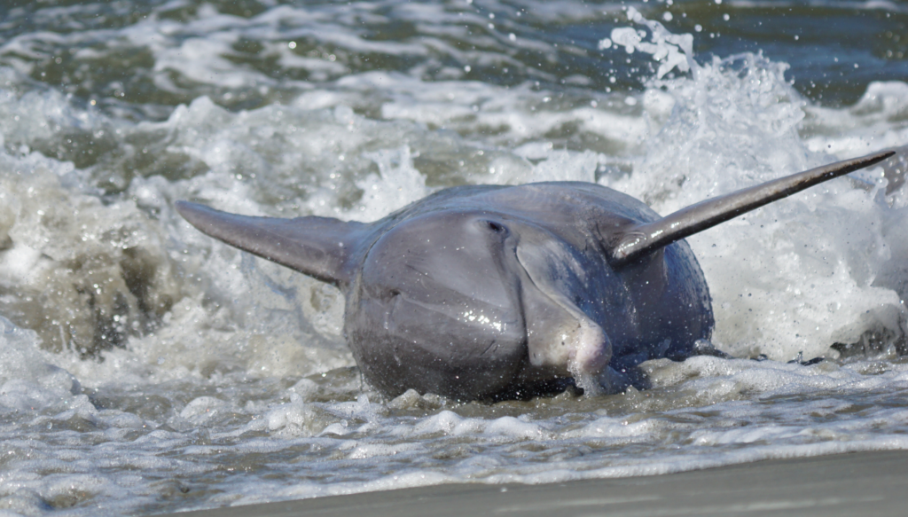 head on view of a strand feeding dolphin