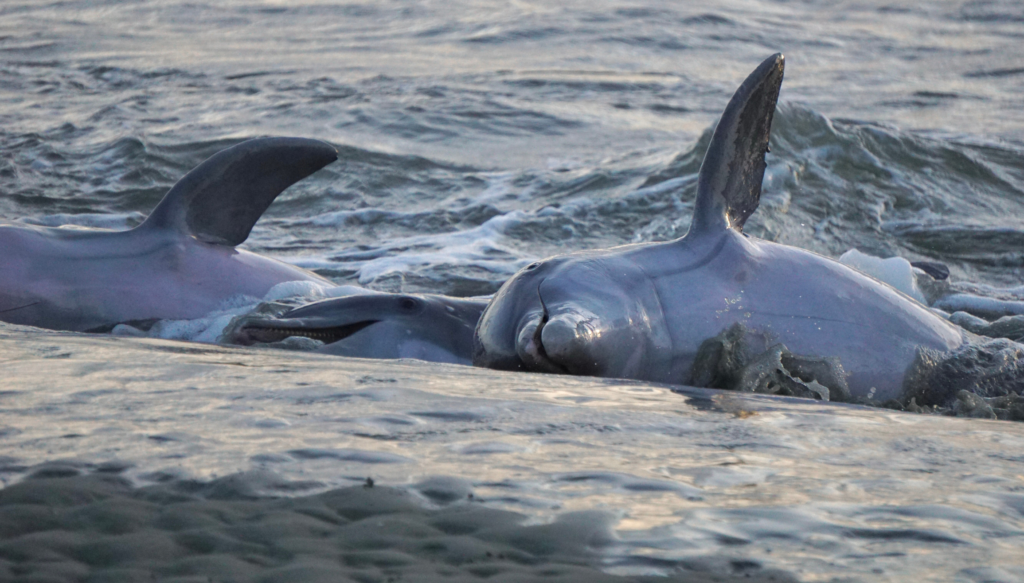 three dolphins strand freeing together in South Carolina