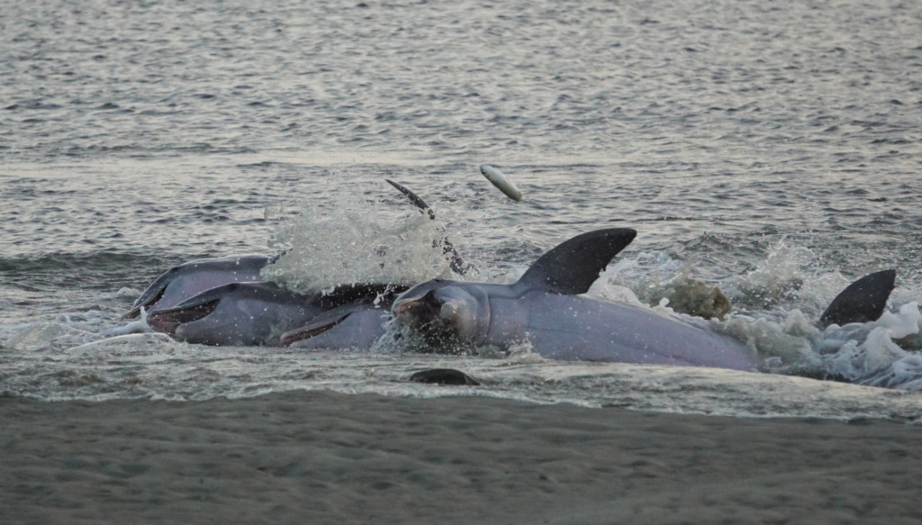 Four dolphins feeding on mullet as they strand off the coast