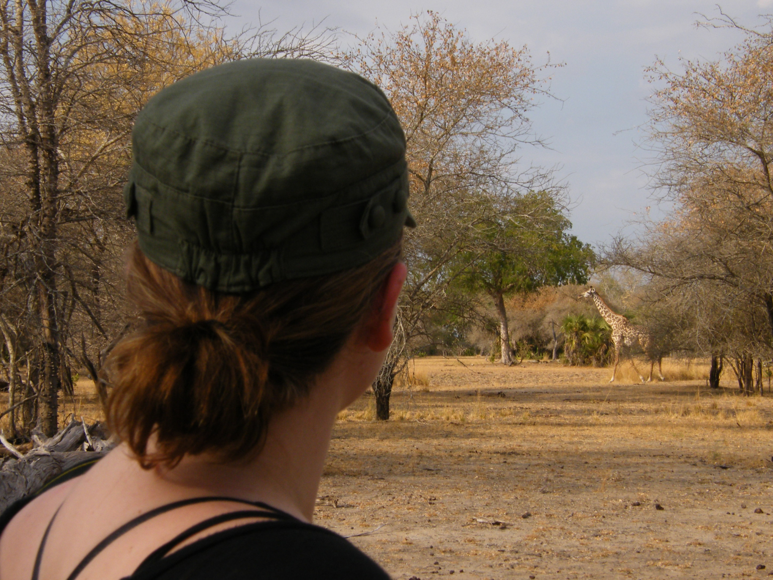 Ethically viewing a giraffe on a walking safari in Tanzania.