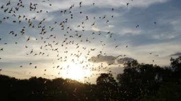 Mexican free-tailed bats flying over Bracken Cave Preserve