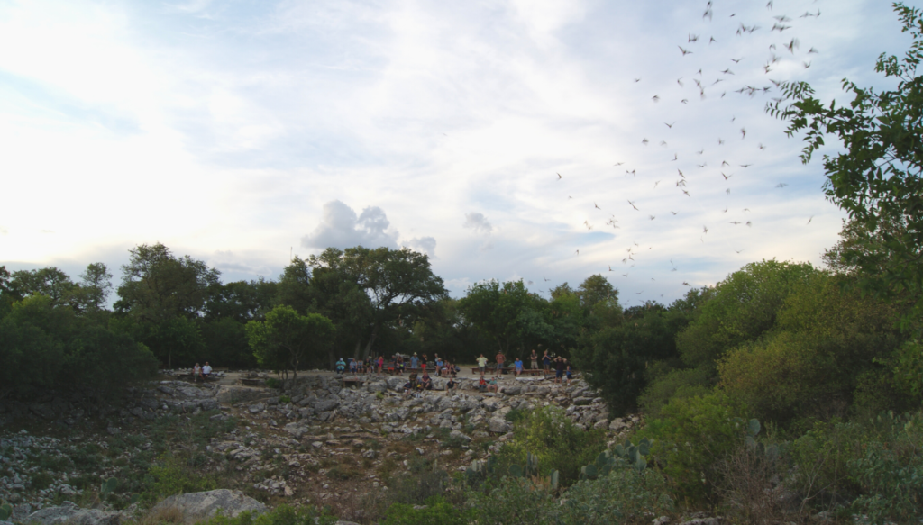 Bracken Cave visitors watching the bats fly