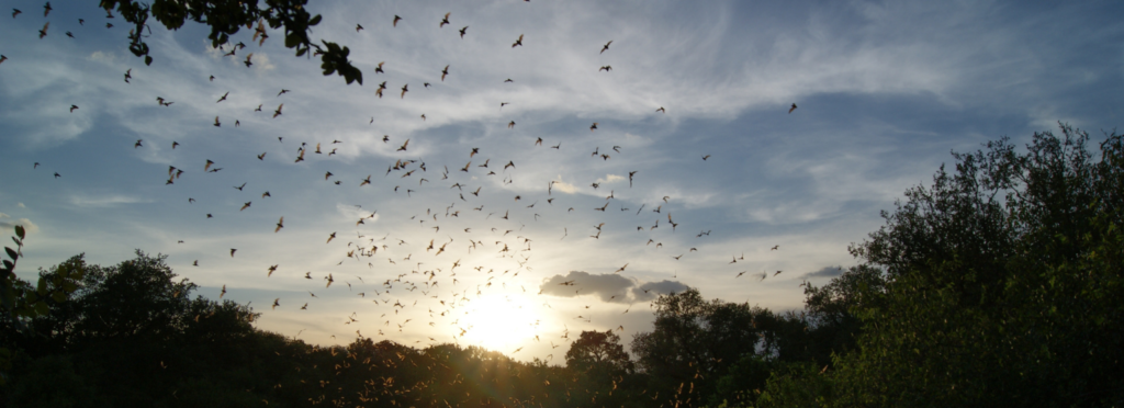 Mexican free-tailed bats flying above Bracken Cave into the night sky.