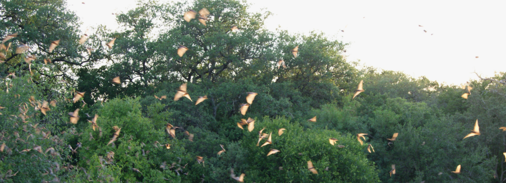 Millions of Mexican free-tailed bats in flight.