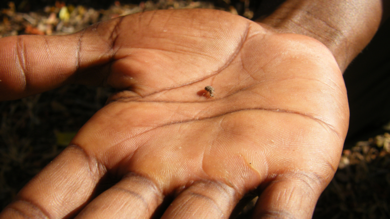 Man holding an antlion