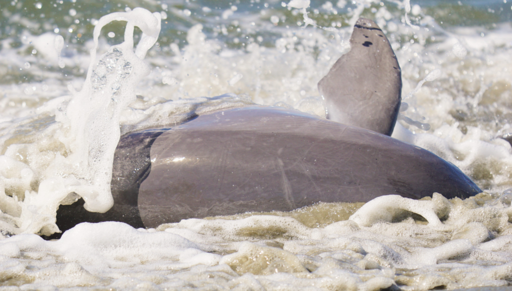 Charleston Wildlife: Dolphins Strand Feeding on Seabrook Island S.C.