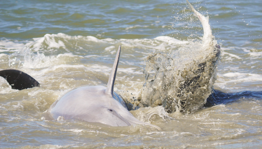 dolphin strand feeding for a mullet fish