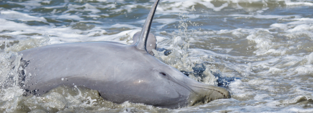 Bottlenose dolphin strand feeding in South Carolina.