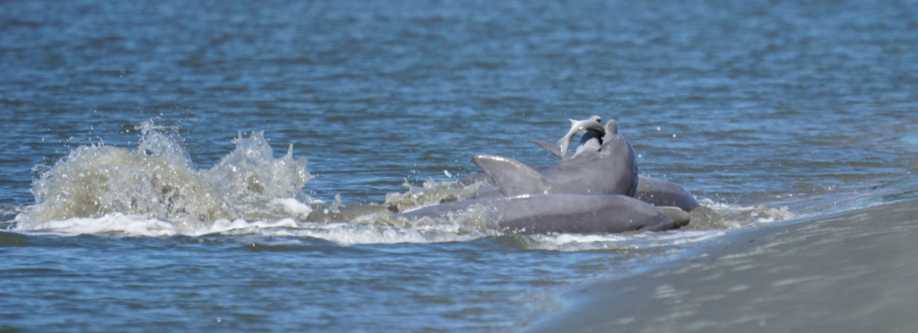 dolphins strand feeding together