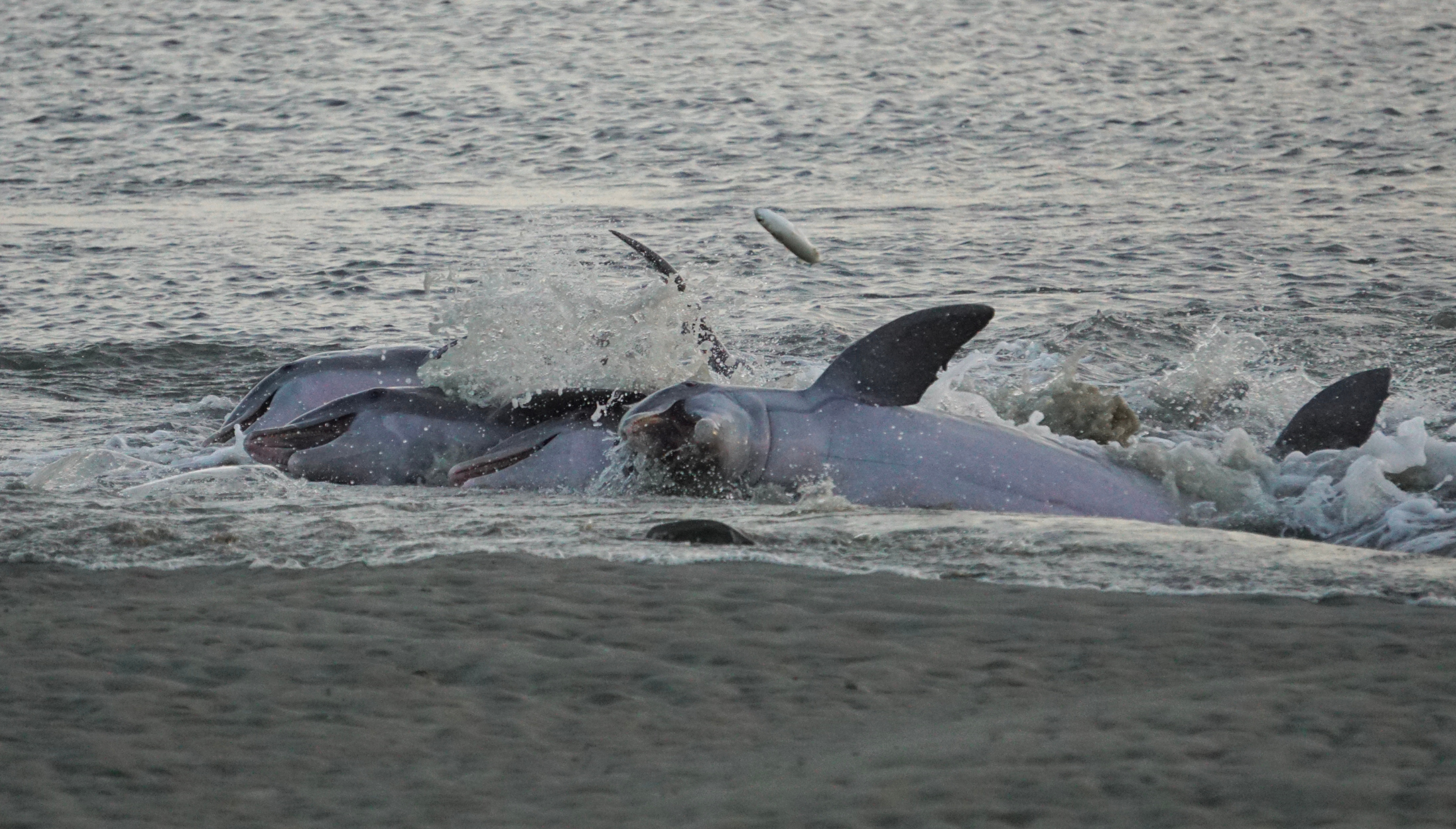 Charleston Wildlife: Dolphins Strand Feeding on Seabrook Island S.C.