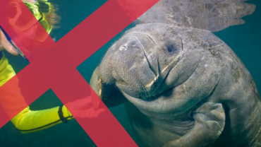 Tourism touching manatee underwater