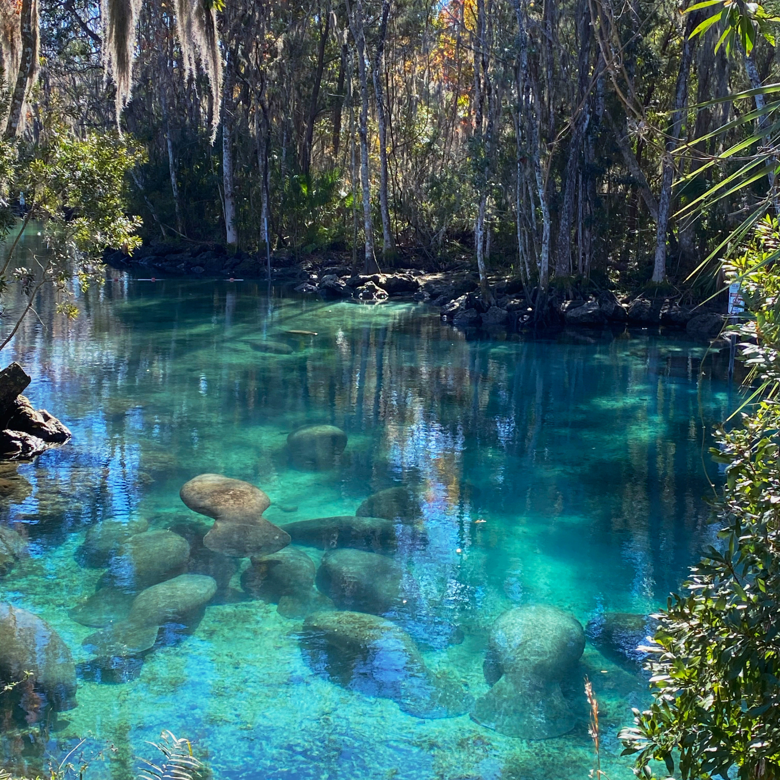 Boardwalk view of Three Sisters Springs