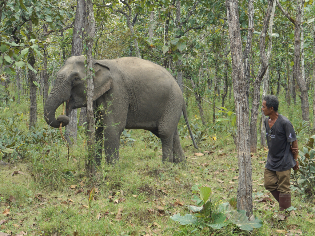 Rescued elephant with her mahout walking in Yok Don National Park.